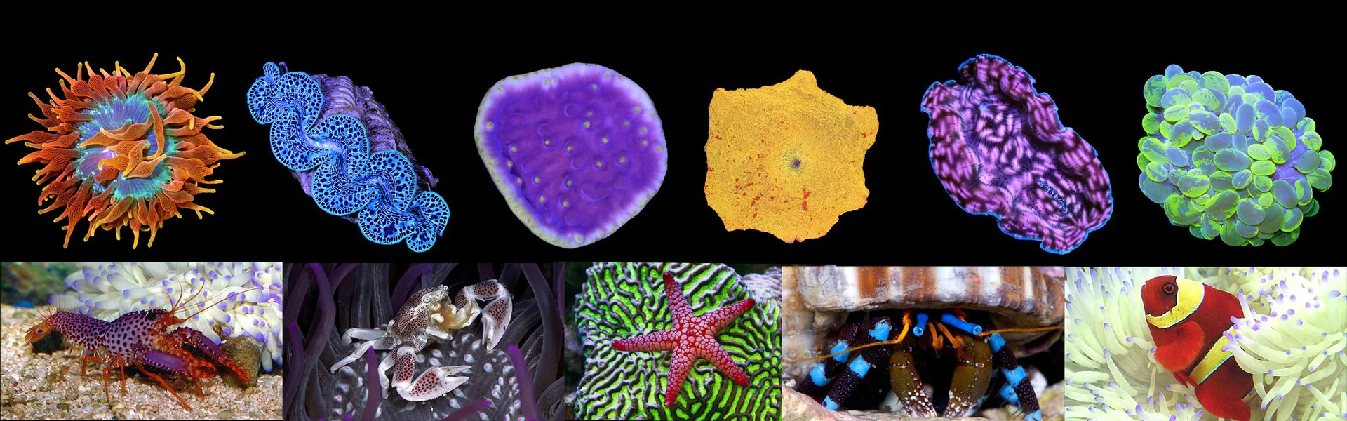 Vivid Reefs Delivered Nationwide